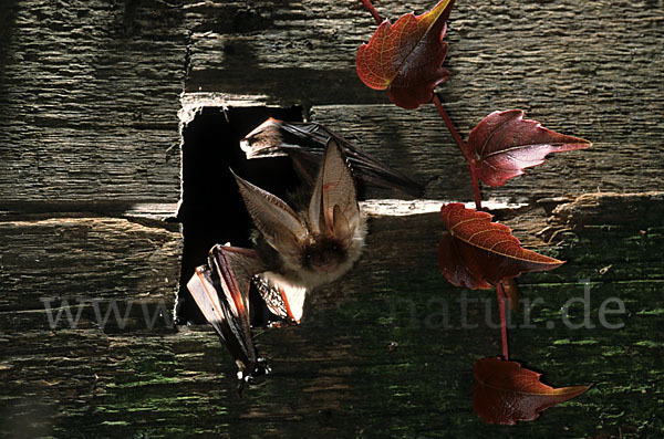 Braunes Langohr (Plecotus auritus)