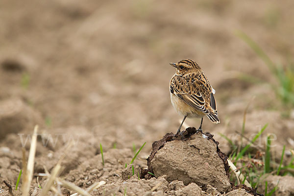 Braunkehlchen (Saxicola rubetra)