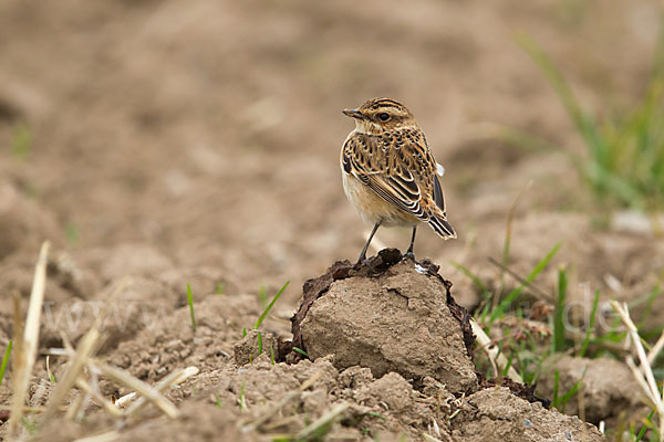 Braunkehlchen (Saxicola rubetra)