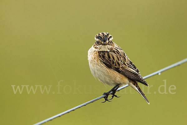 Braunkehlchen (Saxicola rubetra)