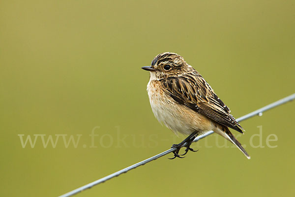 Braunkehlchen (Saxicola rubetra)