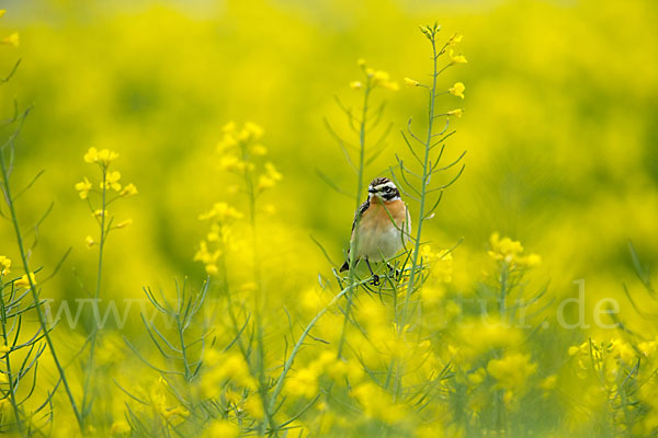 Braunkehlchen (Saxicola rubetra)