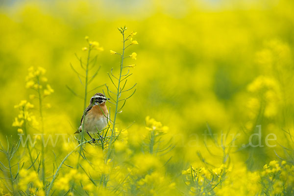 Braunkehlchen (Saxicola rubetra)