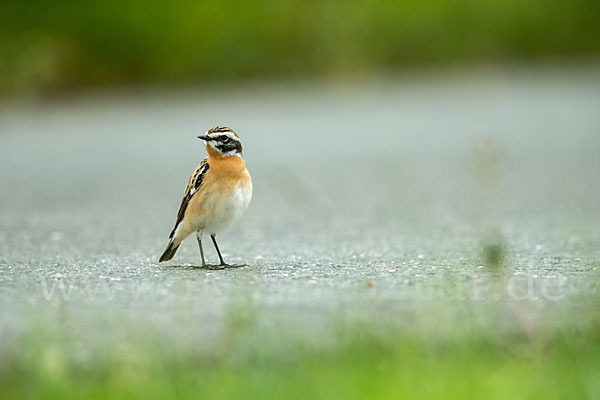 Braunkehlchen (Saxicola rubetra)