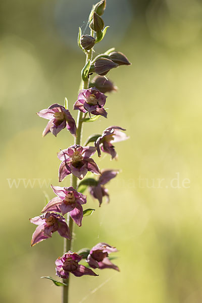 Breitblättrige Sitter sspec. (Epipactis helleborine sspec. Tremolsii)