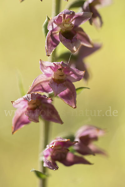 Breitblättrige Sitter sspec. (Epipactis helleborine sspec. Tremolsii)