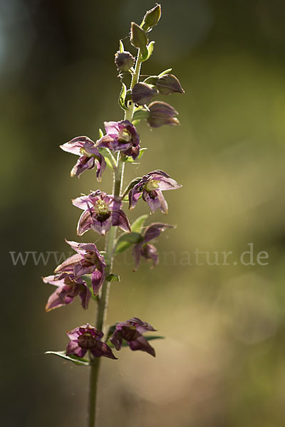 Breitblättrige Sitter sspec. (Epipactis helleborine sspec. Tremolsii)