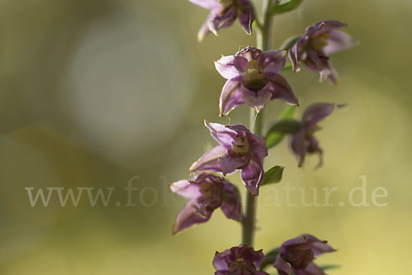 Breitblättrige Sitter sspec. (Epipactis helleborine sspec. Tremolsii)