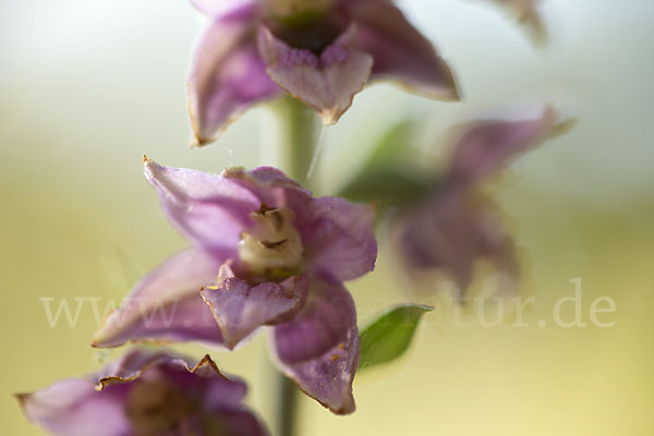 Breitblättrige Sitter sspec. (Epipactis helleborine sspec. Tremolsii)