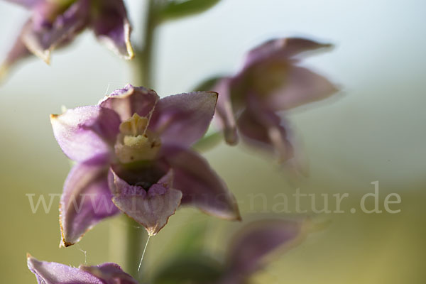 Breitblättrige Sitter sspec. (Epipactis helleborine sspec. Tremolsii)