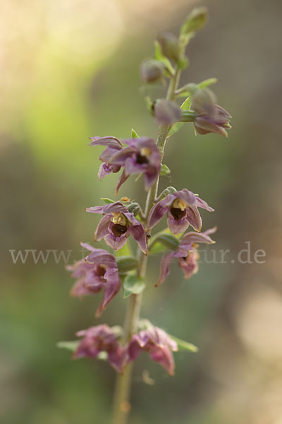 Breitblättrige Sitter sspec. (Epipactis helleborine sspec. Tremolsii)