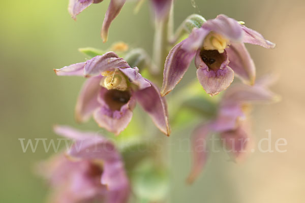 Breitblättrige Sitter sspec. (Epipactis helleborine sspec. Tremolsii)