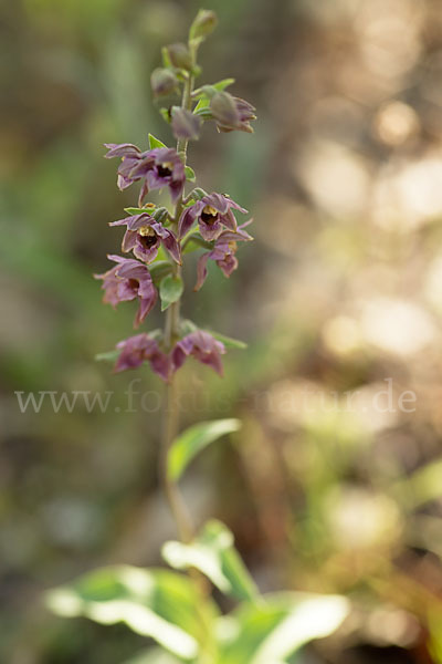 Breitblättrige Sitter sspec. (Epipactis helleborine sspec. Tremolsii)