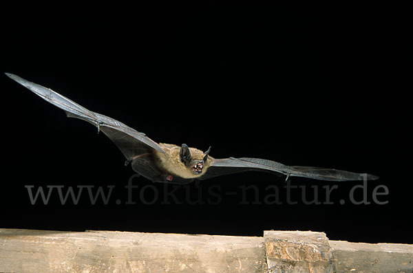 Breitflügelfledermaus (Eptesicus serotinus)