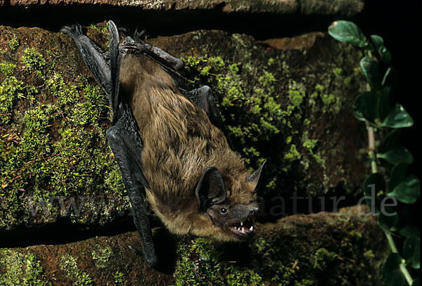 Breitflügelfledermaus (Eptesicus serotinus)