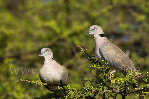 Brillentaube (Streptopelia decipiens)