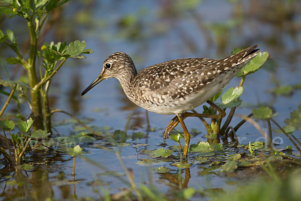 Bruchwasserläufer (Tringa glareola)