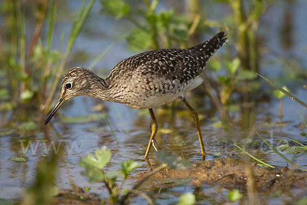 Bruchwasserläufer (Tringa glareola)