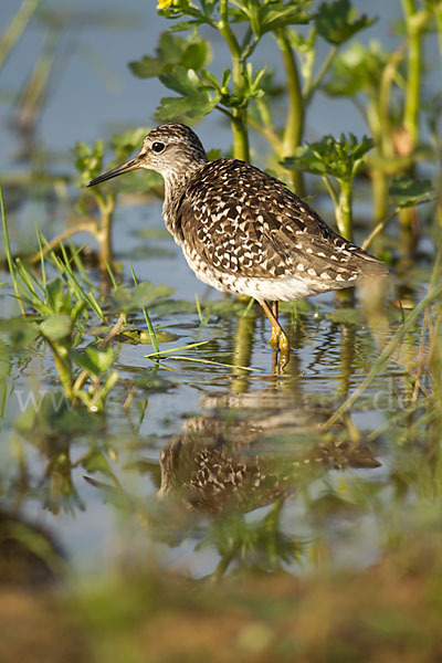 Bruchwasserläufer (Tringa glareola)