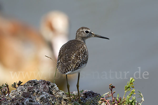 Bruchwasserläufer (Tringa glareola)