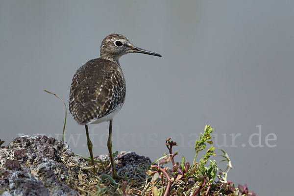 Bruchwasserläufer (Tringa glareola)