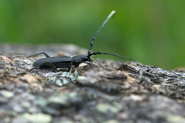 Buchenbock (Cerambyx scopolii)