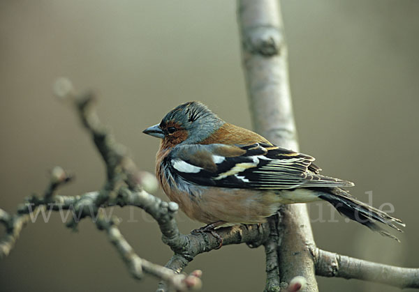 Buchfink (Fringilla coelebs)