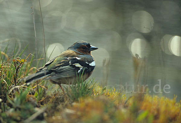 Buchfink (Fringilla coelebs)