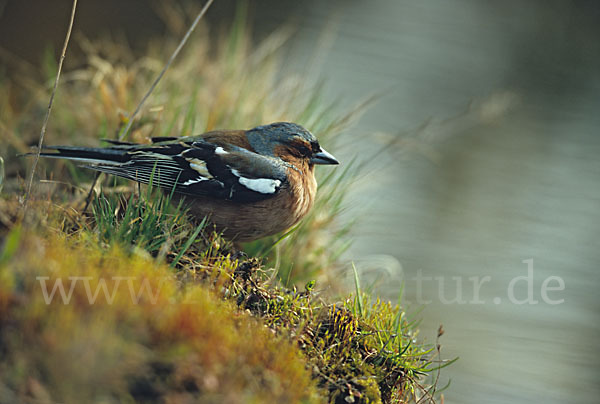 Buchfink (Fringilla coelebs)