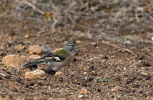 Buchfink (Fringilla coelebs)