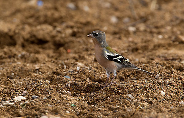 Buchfink (Fringilla coelebs)