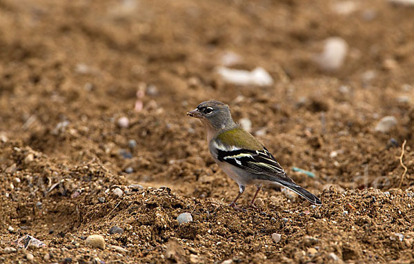 Buchfink (Fringilla coelebs)