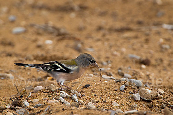 Buchfink (Fringilla coelebs)