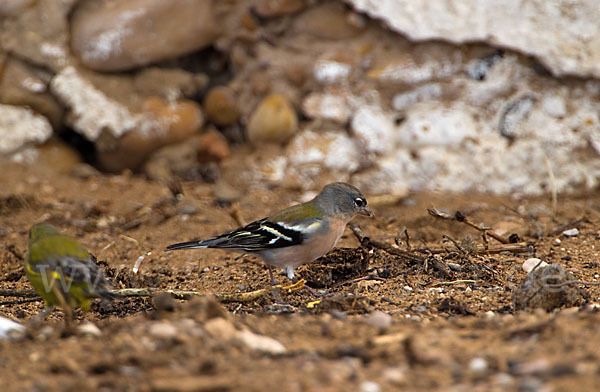 Buchfink (Fringilla coelebs)