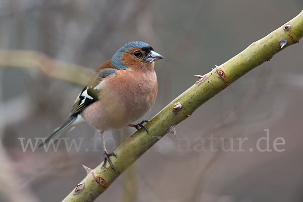 Buchfink (Fringilla coelebs)