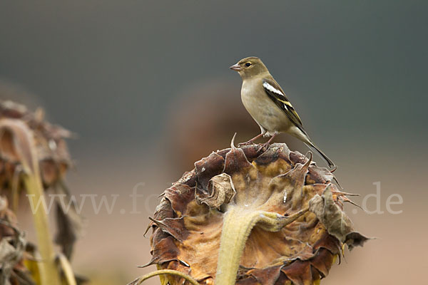 Buchfink (Fringilla coelebs)