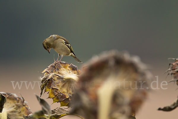 Buchfink (Fringilla coelebs)