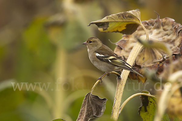 Buchfink (Fringilla coelebs)