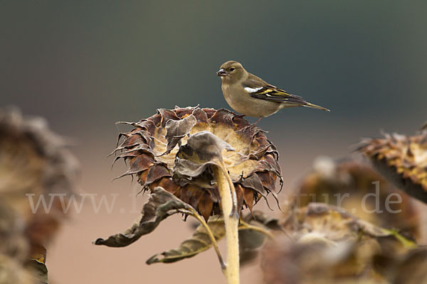 Buchfink (Fringilla coelebs)