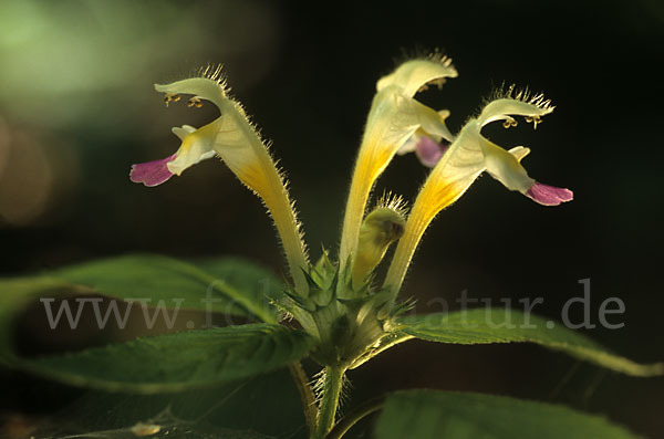 Bunter Hohlzahn (Galeopsis speciosa)