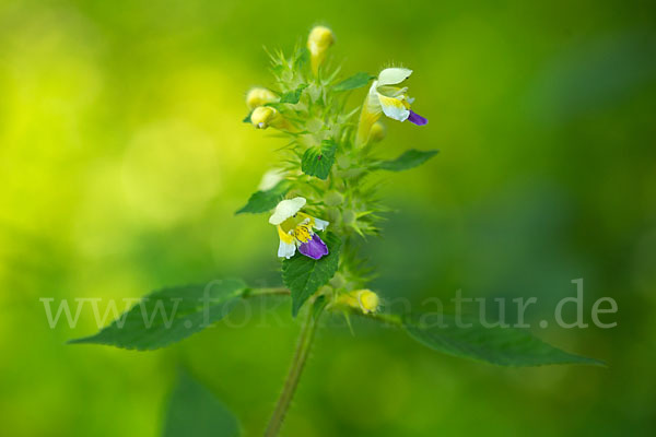 Bunter Hohlzahn (Galeopsis speciosa)