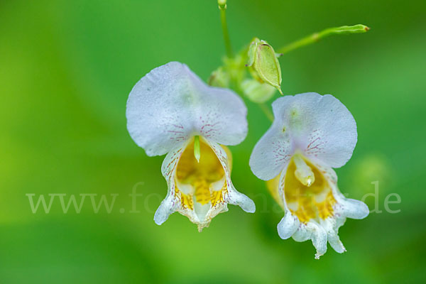 Buntes Springkraut (Impatiens edgeworthii)