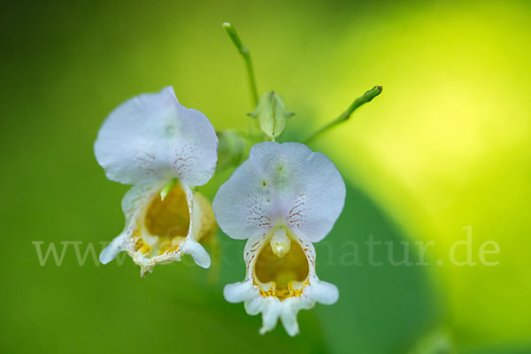 Buntes Springkraut (Impatiens edgeworthii)