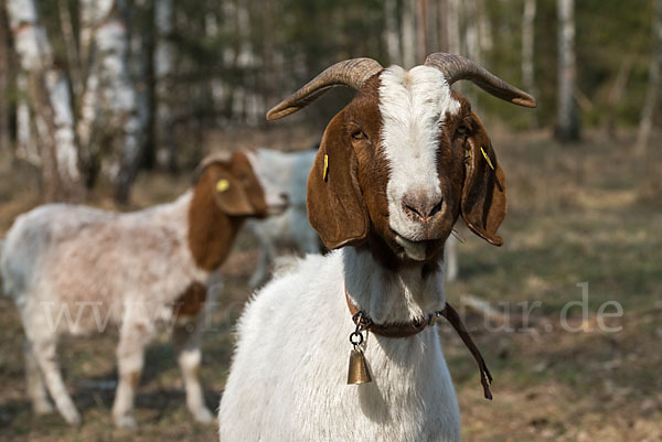 Burenziege (Capra aegagrus hircus sspec.1)