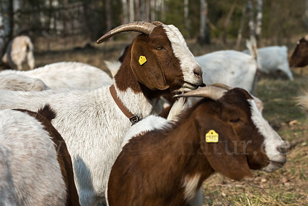 Burenziege (Capra aegagrus hircus sspec.1)