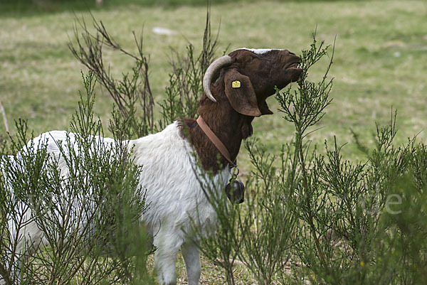 Burenziege (Capra aegagrus hircus sspec.1)