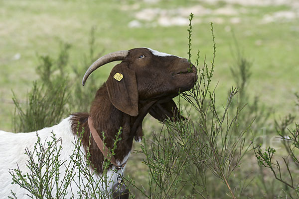 Burenziege (Capra aegagrus hircus sspec.1)