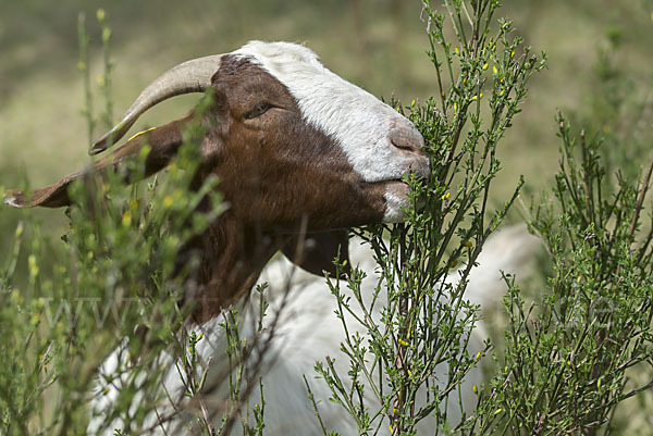 Burenziege (Capra aegagrus hircus sspec.1)