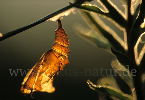 C-Falter (Polygonia c-album)