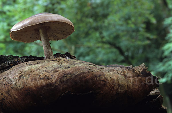 Dachpilz spec. (Pluteus spec.)